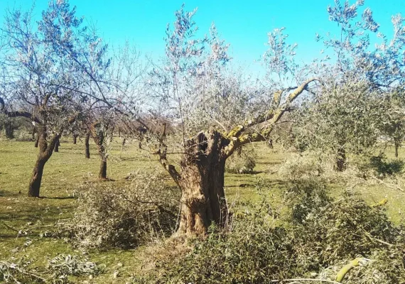 poda de olivos en Vega de Granada