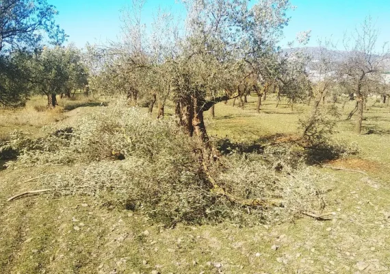 poda de olivos en Valle de Lecrín