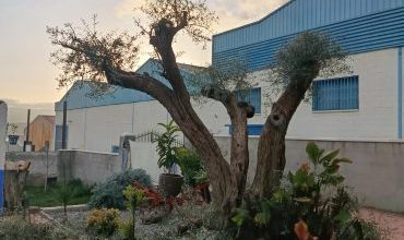 poda de olivo Granada
