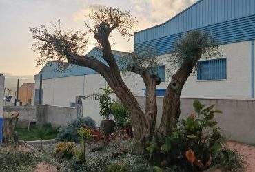 poda de olivo Granada