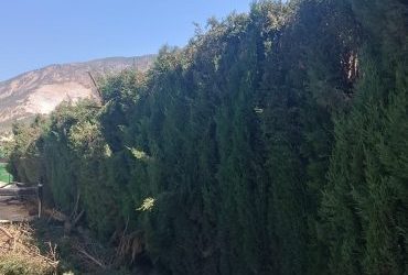 poda de árboles Granada